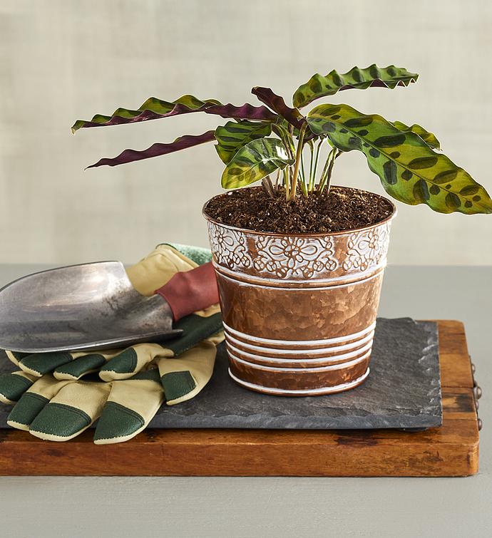 4" Rattlesnake Plant