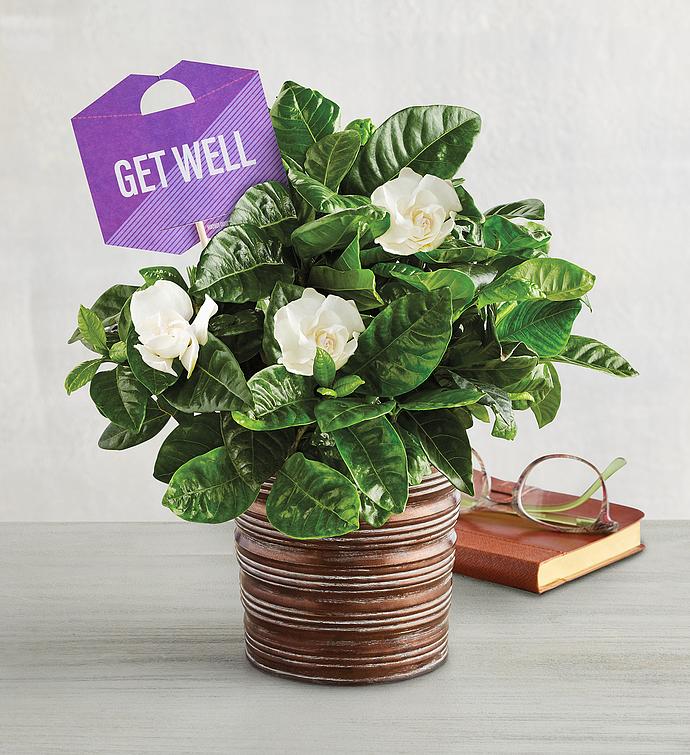 “Get Well” Gardenia