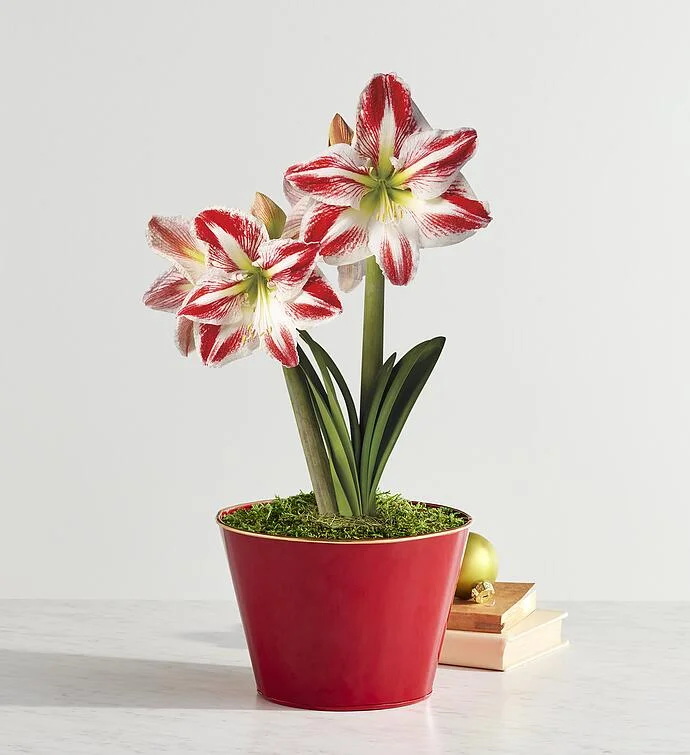 Candy Cane Amaryllis - Single