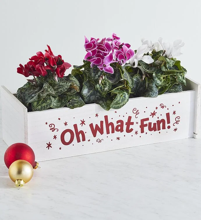 Holiday Cyclamen Gift