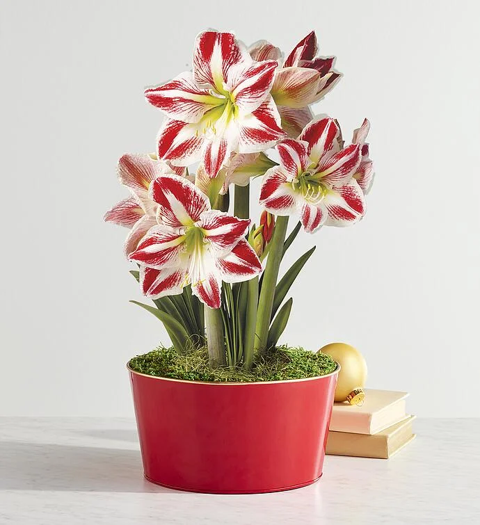 Candy Cane Amaryllis - Triple