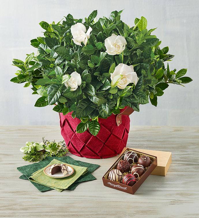 Holiday Gardenia with Truffles Gift