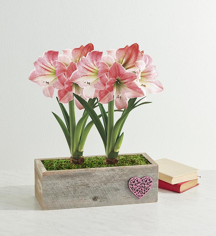 Valentine’s Day Apple Blossom Amaryllis Double