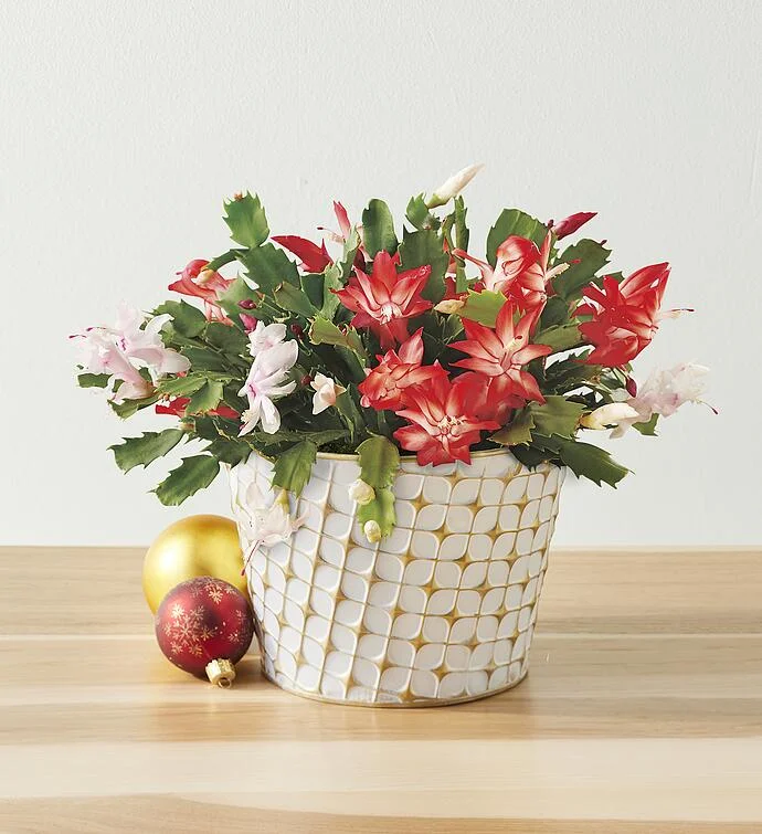 8" Christmas Cactus