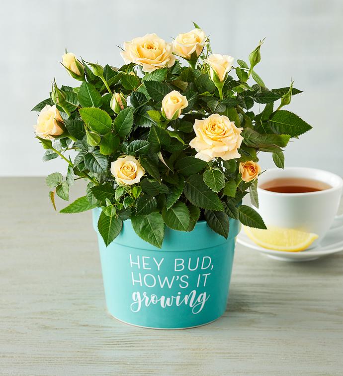 “Hey Bud, How’s It Growing” Plant Gift