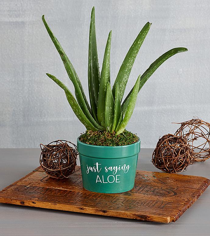 “Just Saying Aloe” Plant Gift