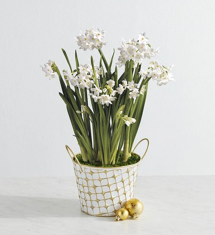 Paperwhites Bulb Garden